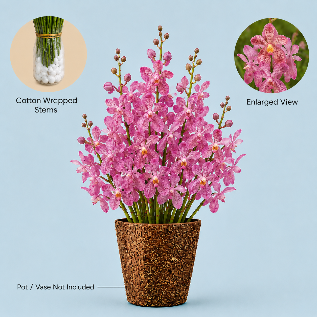 CK Pink Mokara Orchids – 10 Premium Fresh Flowers for Decorations