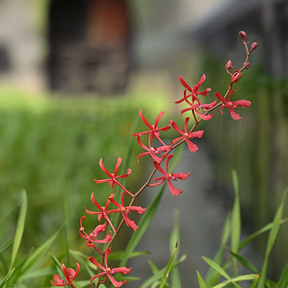 AB Red Aranthera Orchids with vibrant star-shaped red blooms, ideal for home décor or floral arrangements in tropical-themed settings.