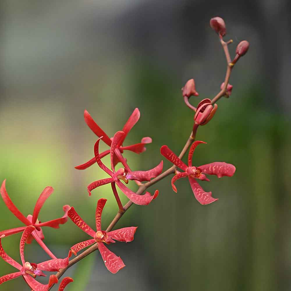 Aranthera orchids showcasing vivid red petals and unique texture, perfect for gifting or elegant interior decoration.
