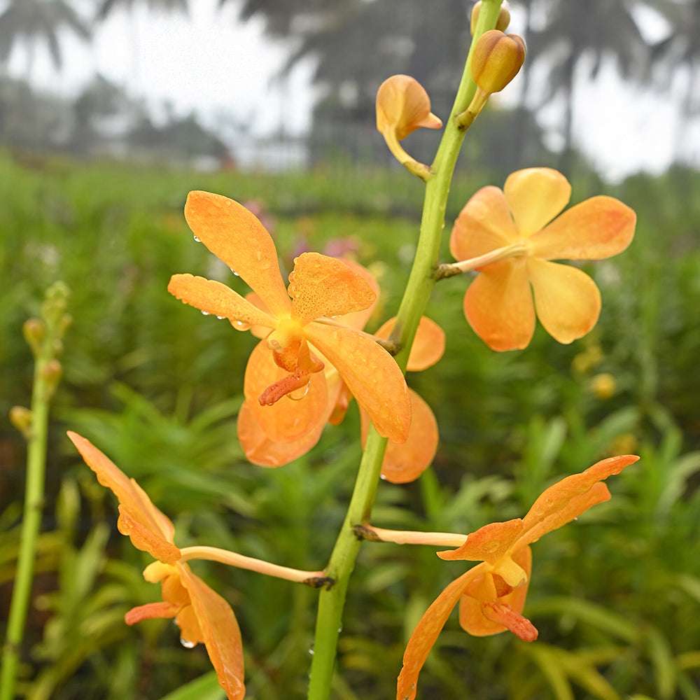 BG Gold in bright orange, highlighting intricate petal texture and durability in a green garden backdrop.