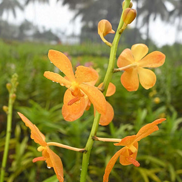 BG Gold in bright orange, highlighting intricate petal texture and durability in a green garden backdrop.
