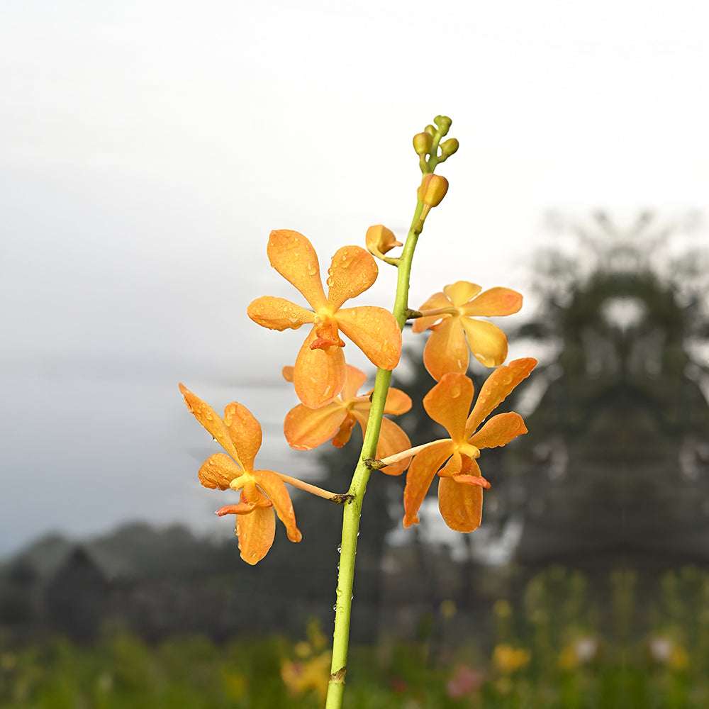 BG Gold Orchids with vivid orange petals and water droplets, showcasing tropical hybrid freshness in a lush outdoor setting.
