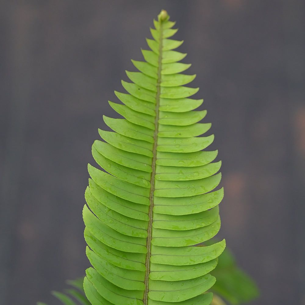 Boston Fern showcasing fresh, hand-selected fronds with lush texture, perfect for enhancing exotic floral designs.