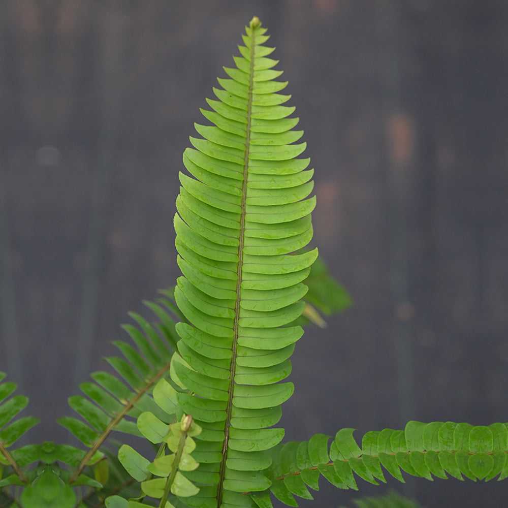 Boston Fern 10 Pcs cut foliage featuring vibrant green fronds with symmetrical leaflets, ideal for floral arrangements and tropical decor.