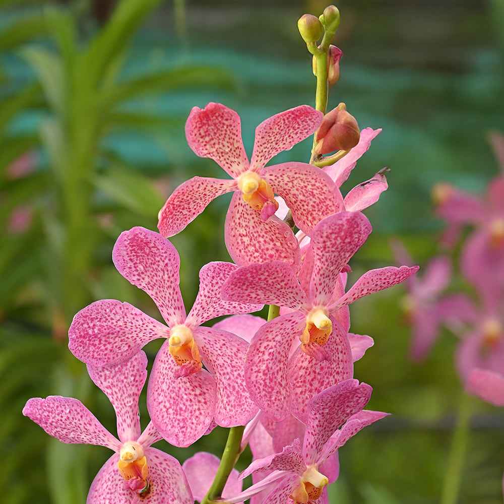  CK Pink 10 Pcs showcases intricate pink speckles and vibrant tropical floral details.