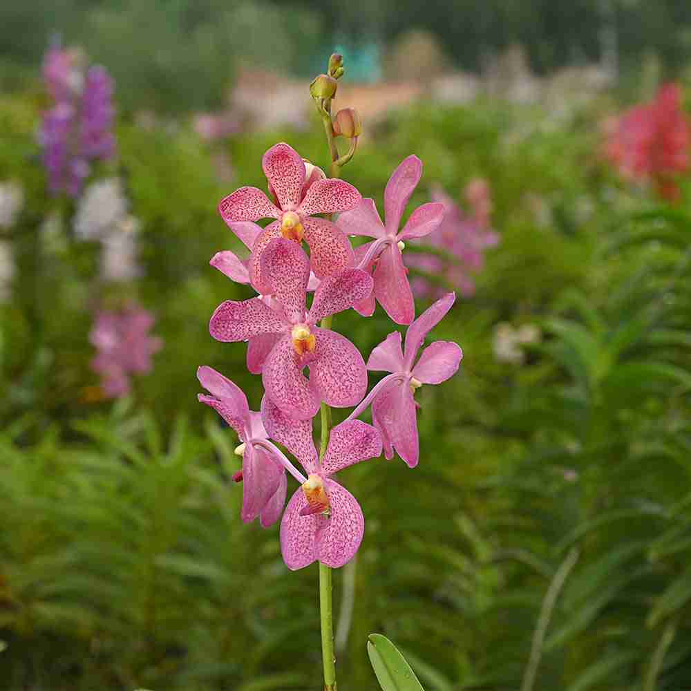 CK Pink Mokara Orchids with vivid pink petals and speckled patterns blooming in a lush green garden setting.