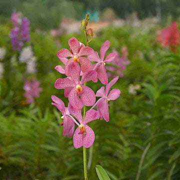 CK Pink Mokara Orchids with vivid pink petals and speckled patterns blooming in a lush green garden setting.