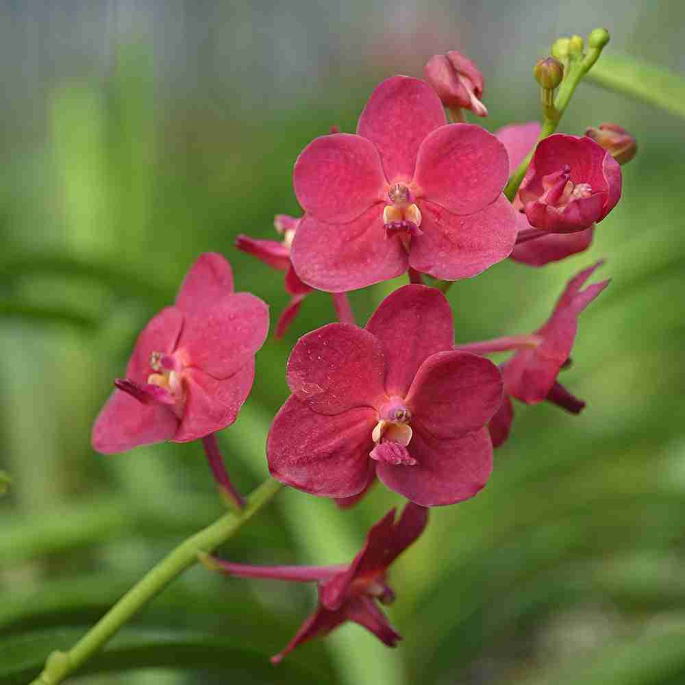 Cardinal Red Vanda Orchids with velvety crimson petals and lush green stems, ideal for luxury floral arrangements or exotic garden decor.
