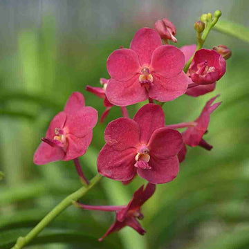 Cardinal Red Vanda Orchids with velvety crimson petals and lush green stems, ideal for luxury floral arrangements or exotic garden decor.