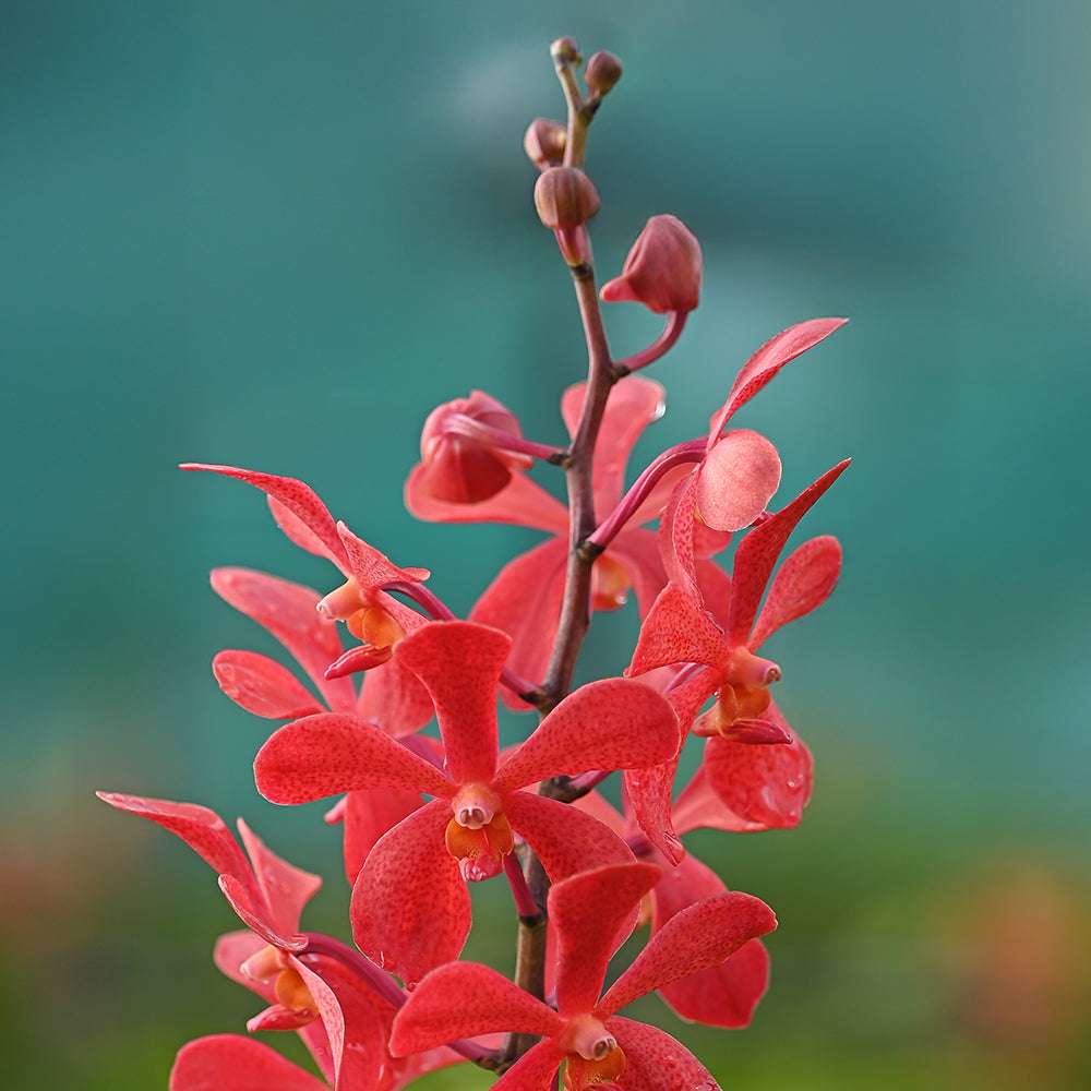 Orchids showcasing intricate petal patterns and vibrant red color for premium floral displays.