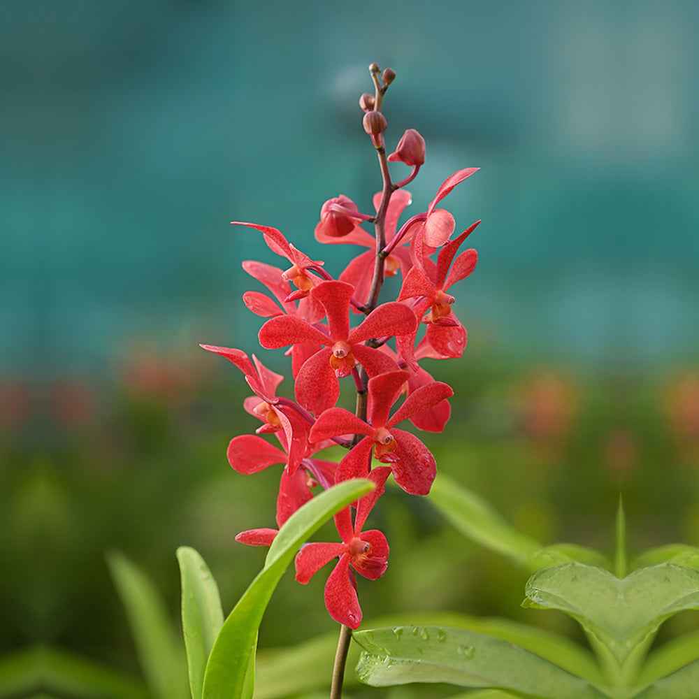DN Red Orchids with vivid red petals and fresh green foliage, ideal for floral arrangements and tropical decor.