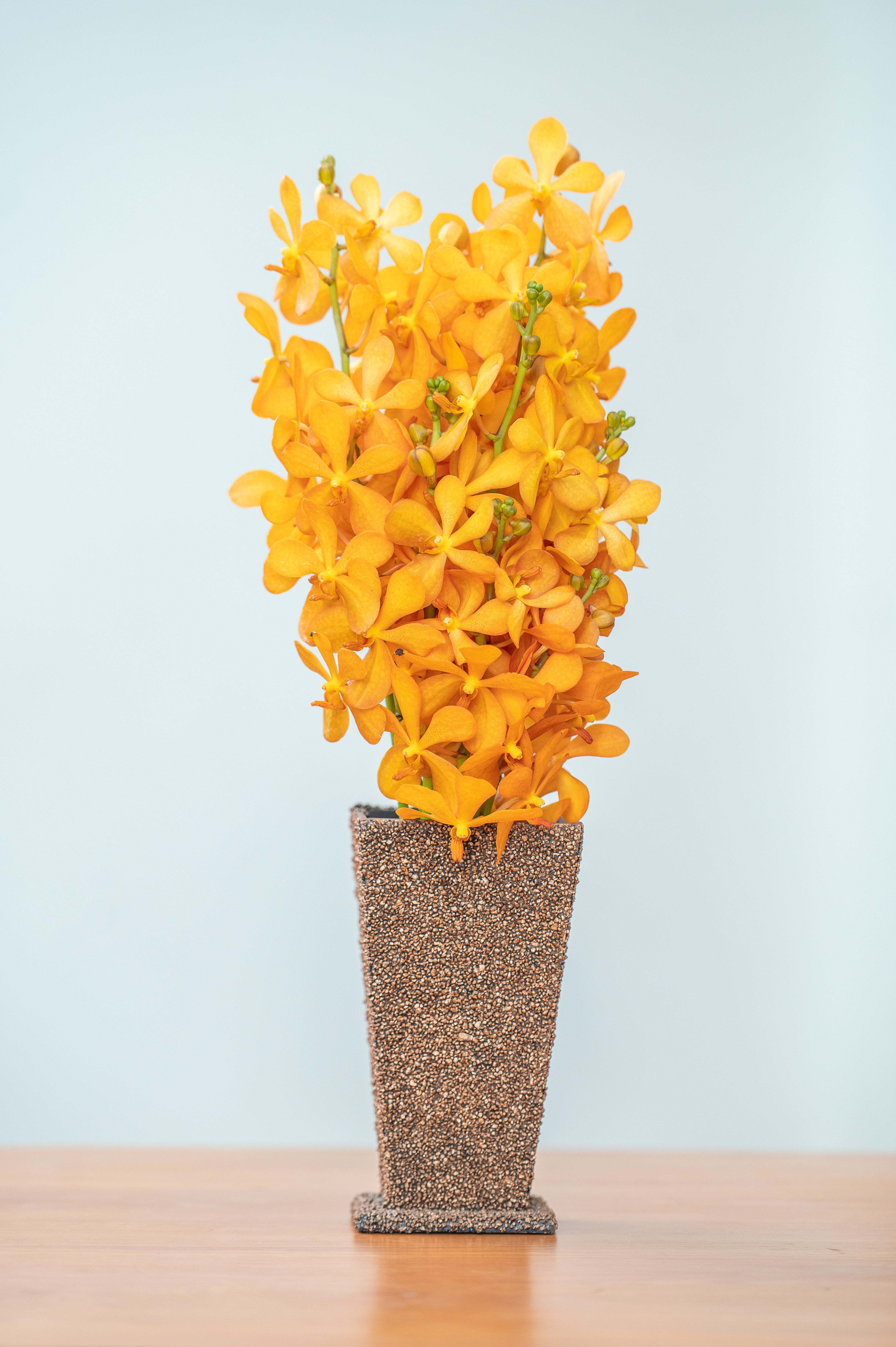 BG Gold Orchids – 10 Premium Fresh Flowers for Decorations – Nini