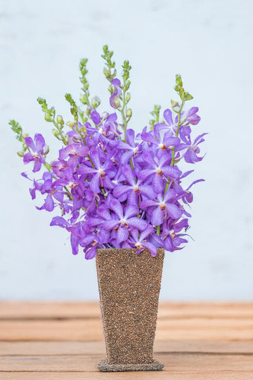 Violet Vanda Orchids – 5 Pcs Fresh Premium Flowers