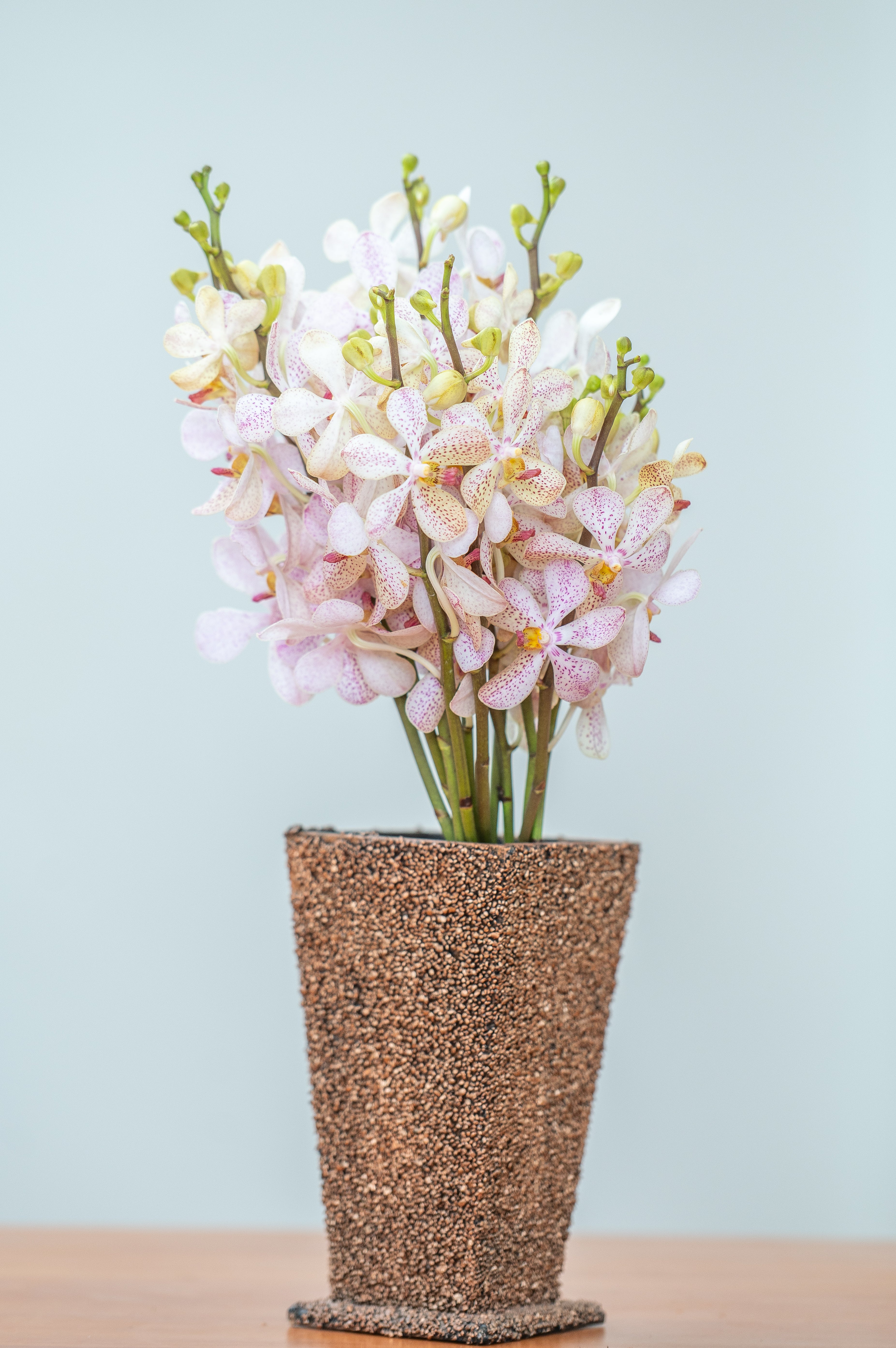 White Pink Vanda Orchids – 10 Premium Fresh Flowers for