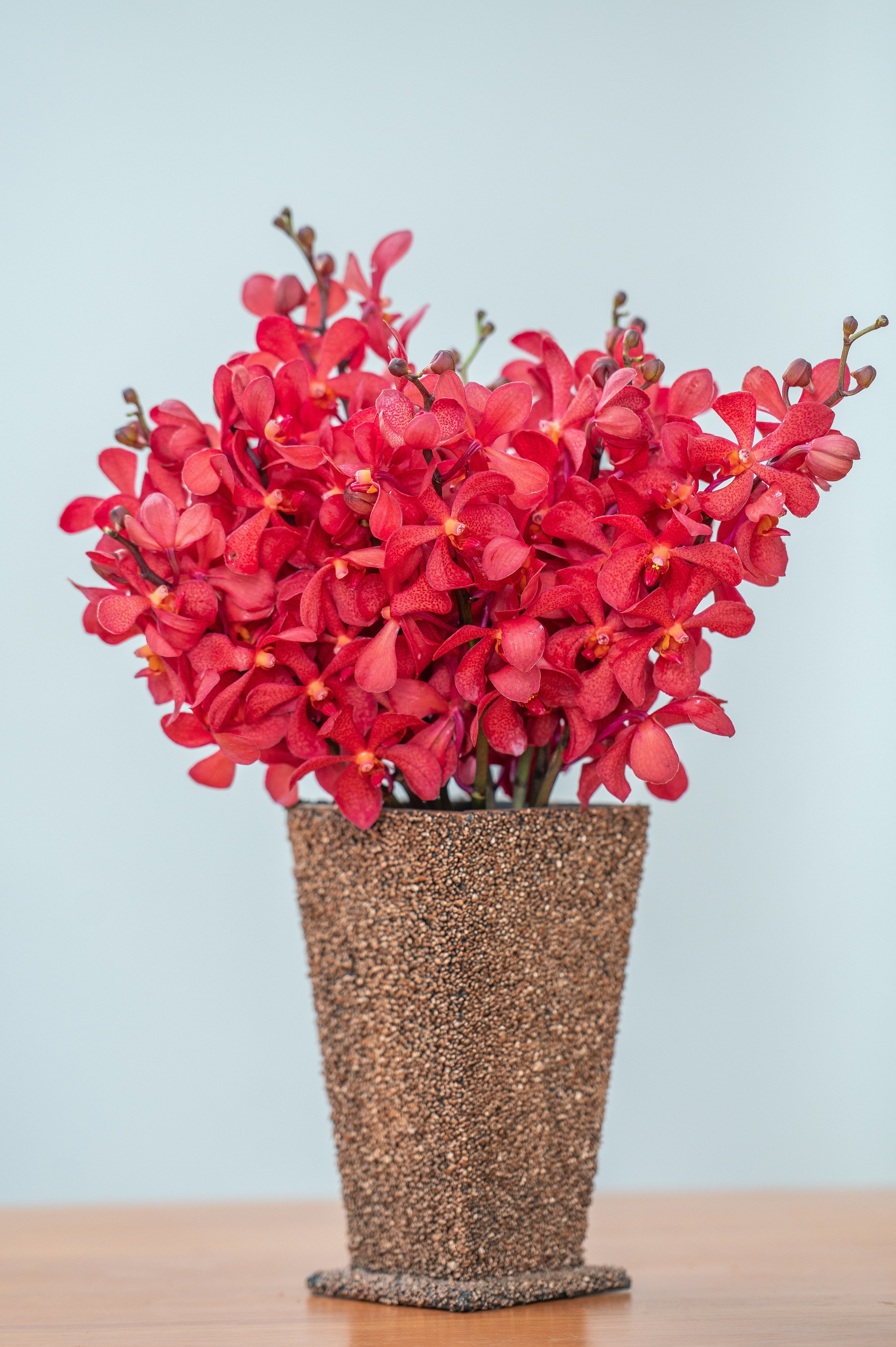 DN Red Orchids – 10 Pcs Fresh Premium Flowers