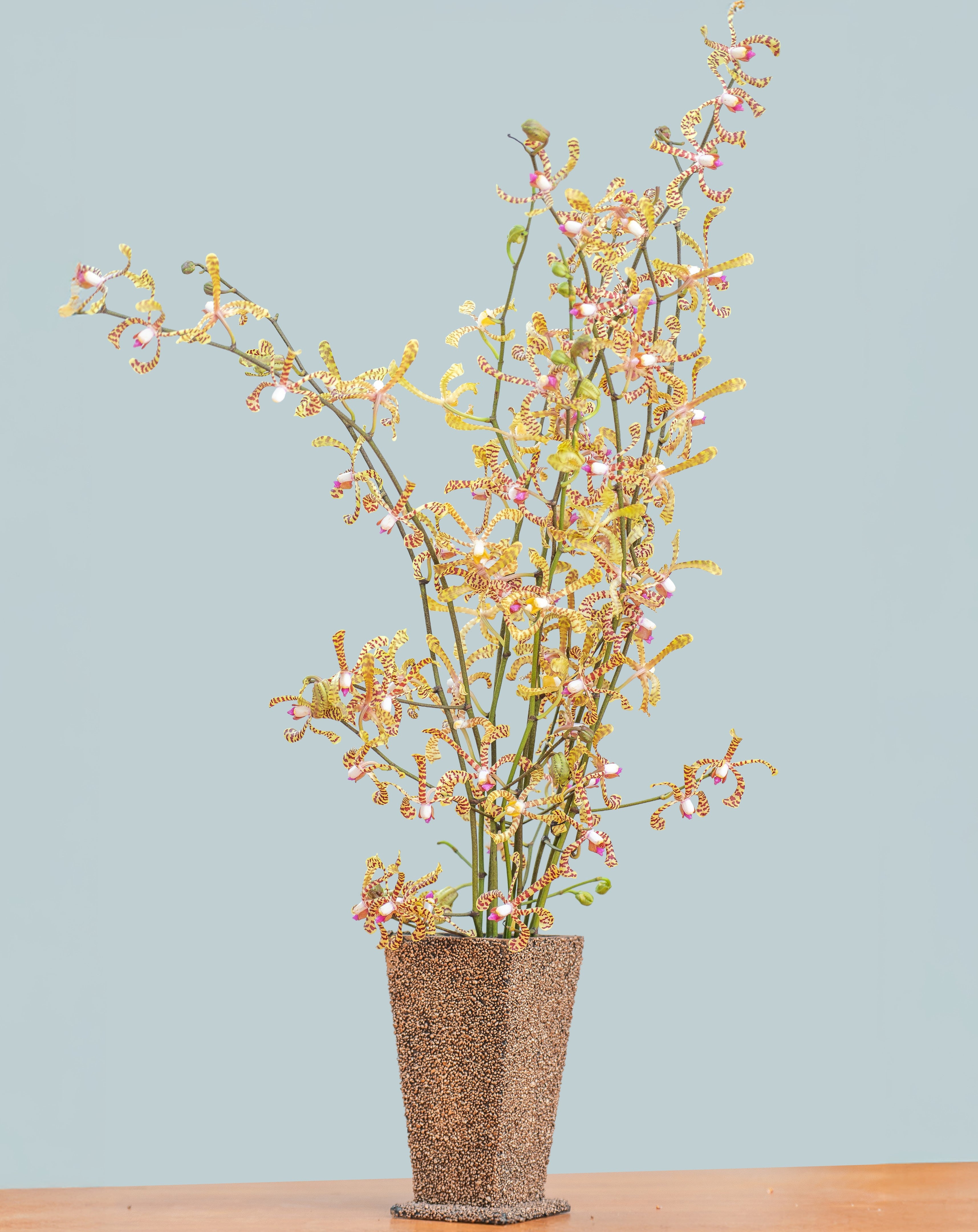 Spider Red Orchids – 10 Pcs