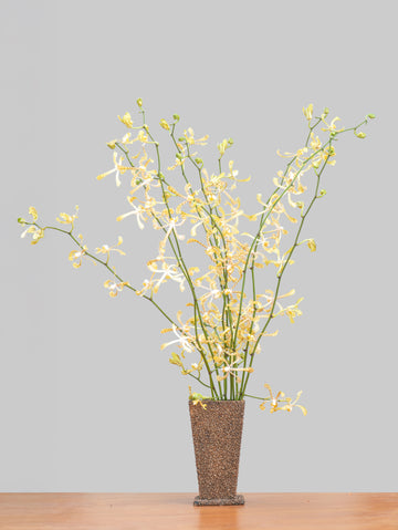 Spider Yellow Orchids – 10 pcs
