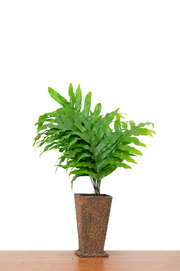Monarch Fern Foliage – 10 Pcs Fresh Decorative Leaves
