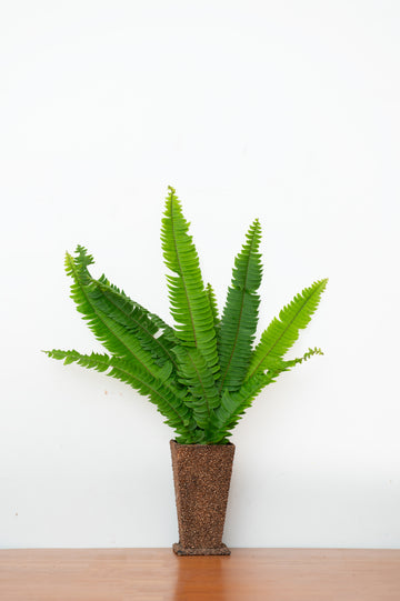 Boston Fern Foliage –  Fresh Green Leaves for Décor