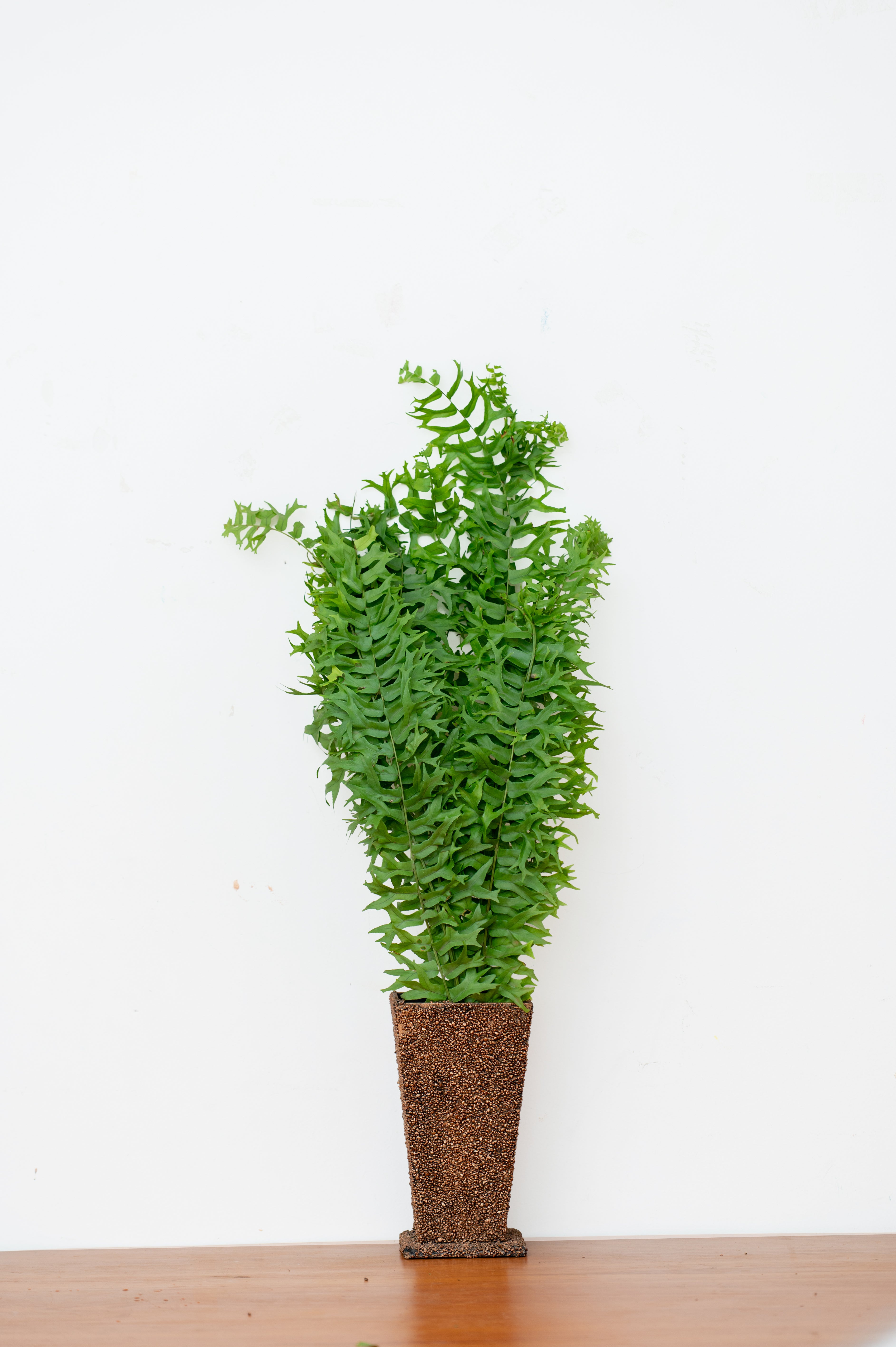 Green Wave Foliage – Premium Cut Leaves