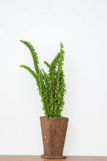 Fluffy Ruffle Fern Foliage – Fresh Decorative Leaves