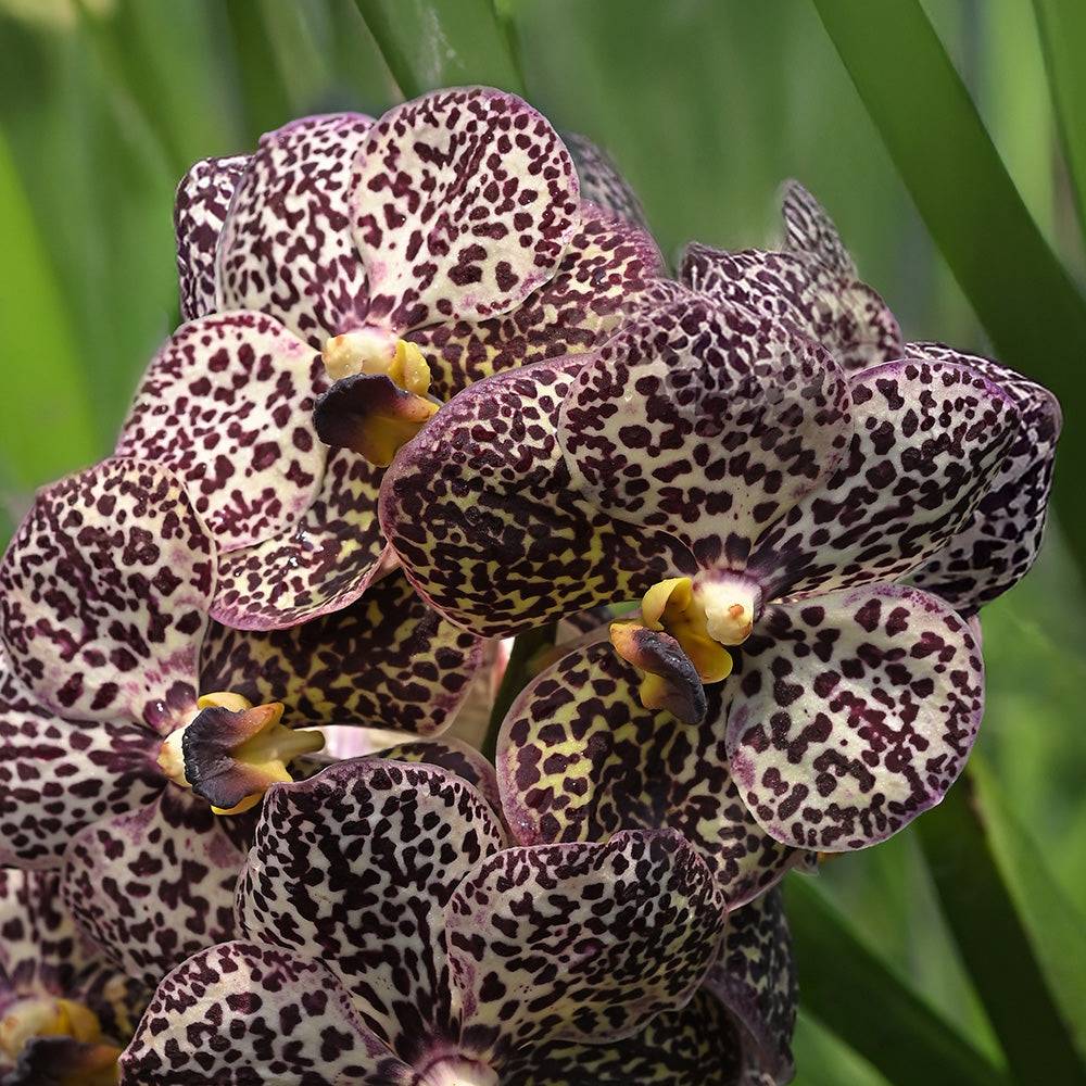 Nini Orchids showcase rich patterns and lush texture, perfect for upscale orchid collections or exotic arrangements.