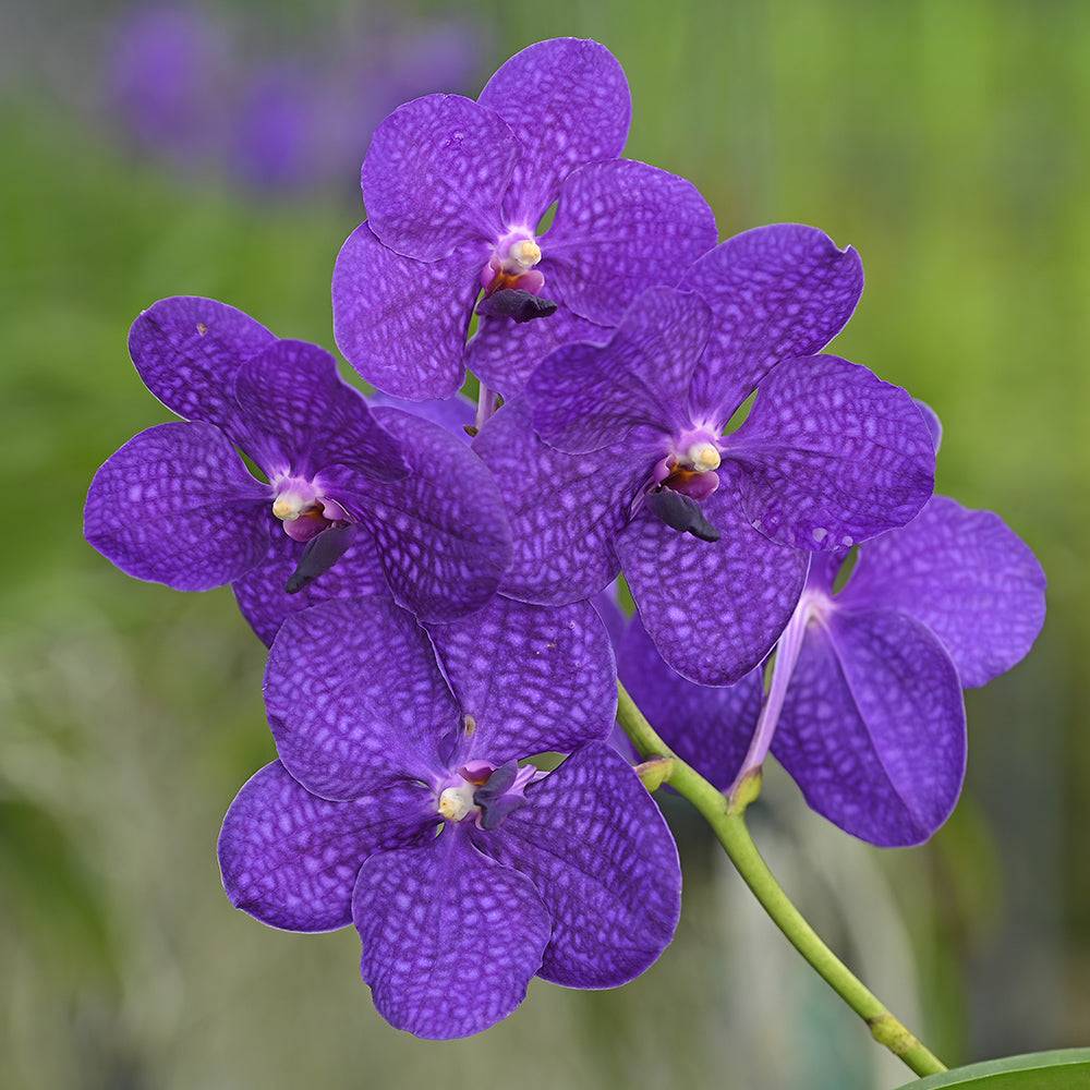 Dark purple with velvety petals and intricate patterns, showcasing vibrant blooms ideal for luxury floral arrangements.