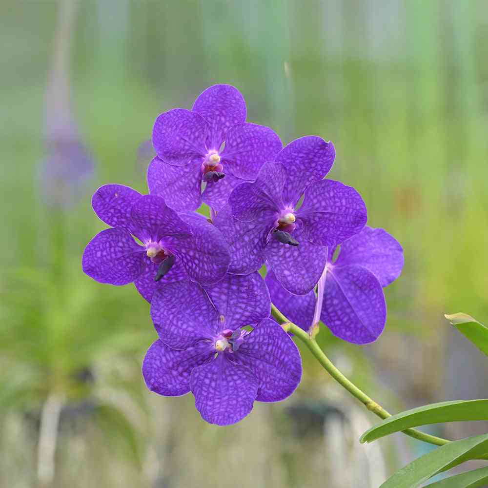 Dark purple with velvety petals and intricate patterns, showcasing vibrant blooms ideal for luxury floral arrangements.