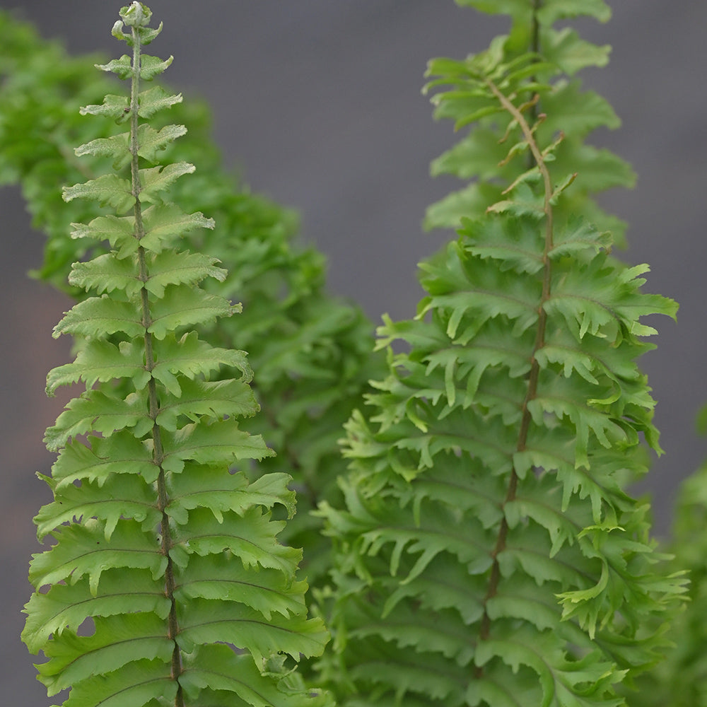 Fluffy Ruffle Fern 10 Pcs
