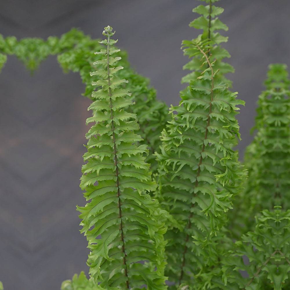 Fluffy Ruffle Fern featuring lush, textured green fronds ideal for floral arrangements and tropical decor accents.