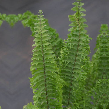 Fluffy Ruffle Fern featuring lush, textured green fronds ideal for floral arrangements and tropical decor accents.