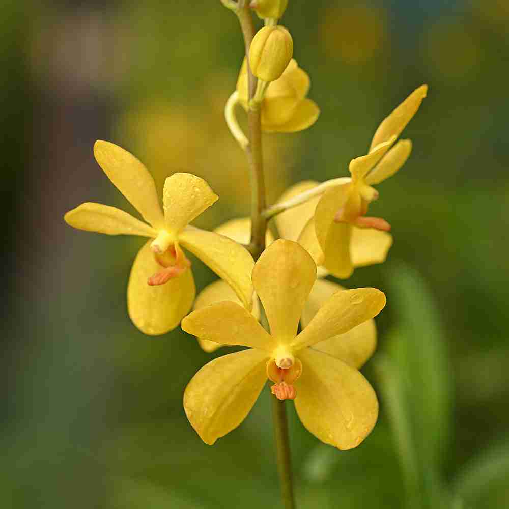 GI Gold Mokara Orchids with vivid yellow petals and orange centers, ideal for floral arrangements and tropical decor.