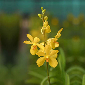 GI Gold Mokara Orchids with vivid yellow petals and orange centers, ideal for floral arrangements and tropical decor.
