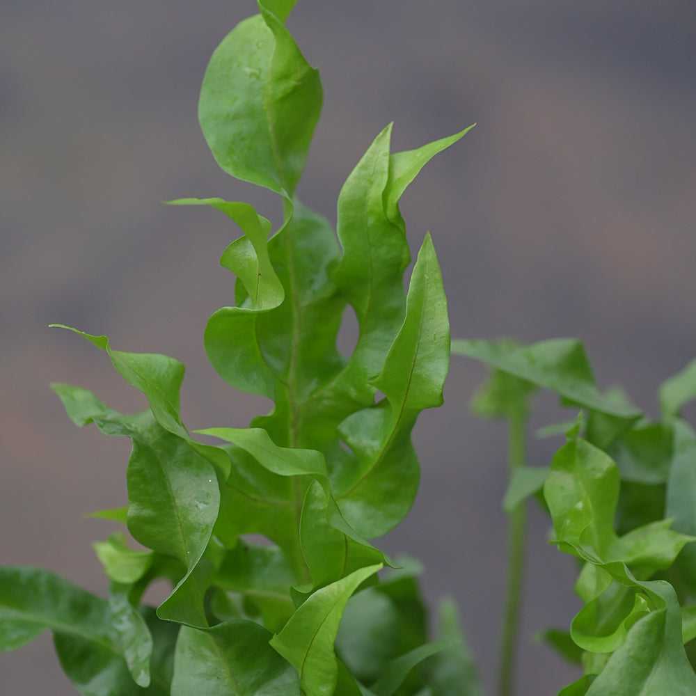 Close-up of Green Wave 10 pieces of cut foliage showing lush, wavy green leaves perfect for adding texture to exotic floral displays.