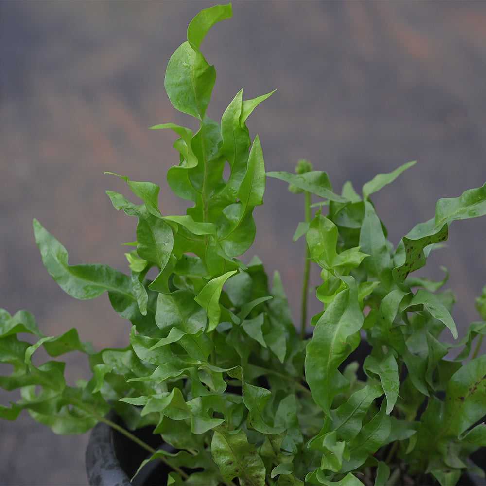 Green Wave 10 pcs of cut foliage with curly, vibrant green leaves in a black pot, ideal for floral arrangements and tropical decor.