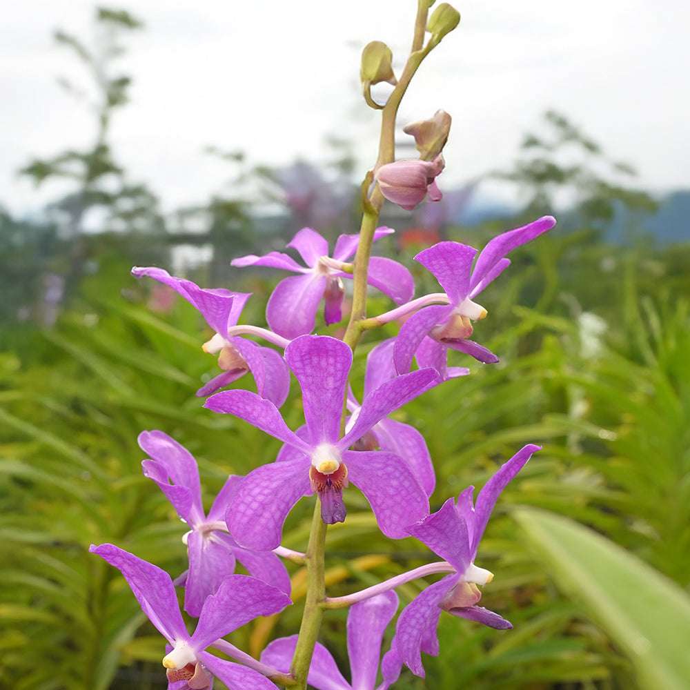 JR Blue, with vibrant purple petals and intricate patterns, displayed in a tropical garden setting.