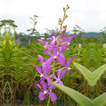 JR Blue, with vibrant purple petals and intricate patterns, displayed in a tropical garden setting.