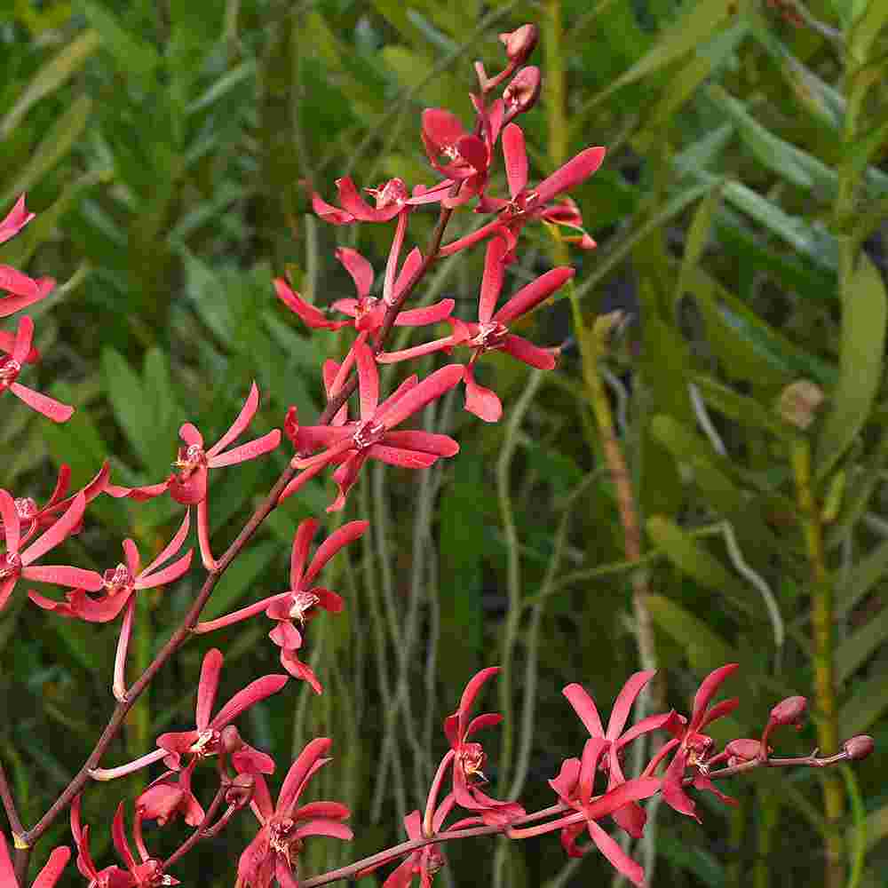  JS Red showcases vivid red tropical flowers, perfect for elegant interior decoration or bouquets.