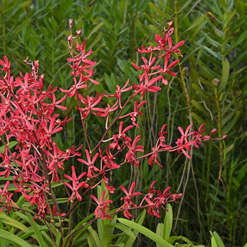 JS Red Orchids have vibrant red star-shaped blooms, ideal for home décor, gifting, or floral arrangements.