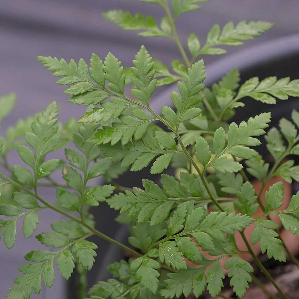 Leatherleaf Fern 10 pieces with vibrant green fronds in a pot, ideal for cut foliage in floral arrangements and exotic bloom accents.