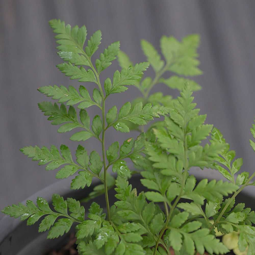 Leatherleaf Fern 10 pieces with vibrant green fronds in a pot, ideal for cut foliage in floral arrangements and exotic bloom accents.