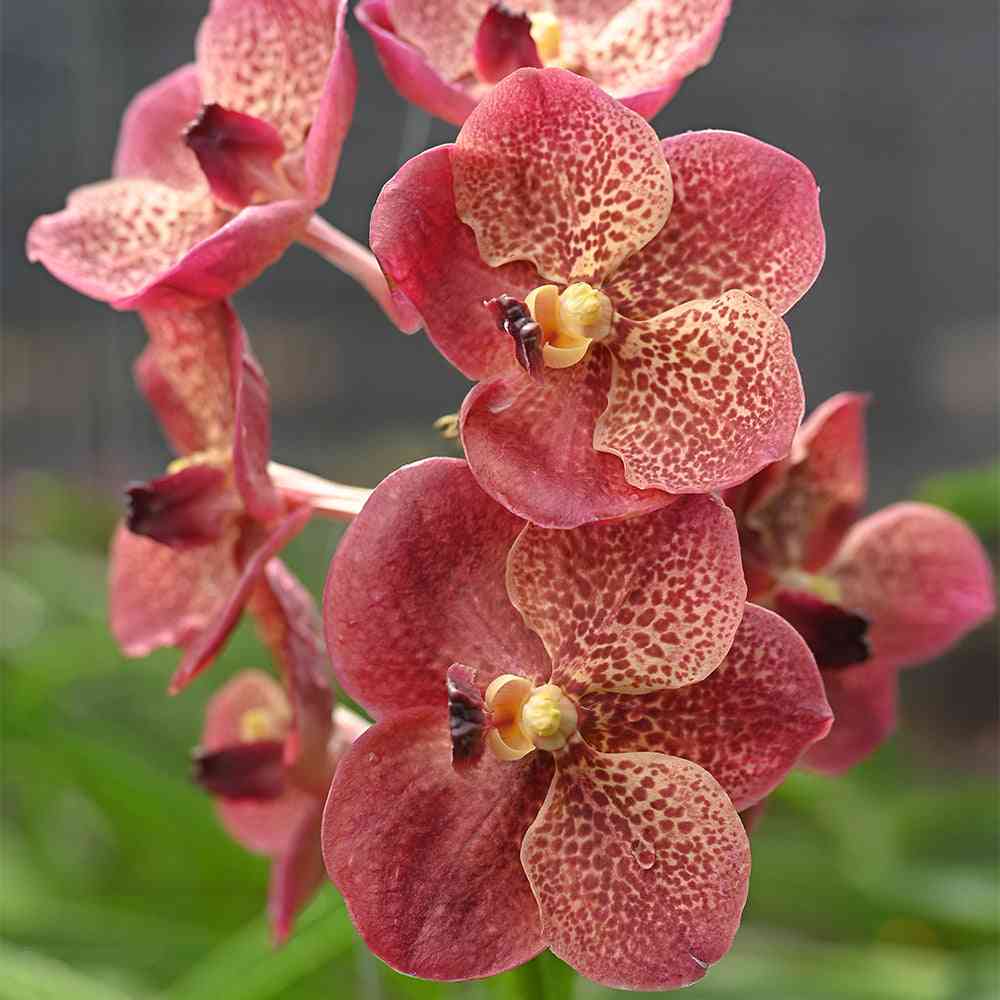 Light maroon orchids showing intricate petal patterns and rich color, ideal for premium orchid collections or gifting.