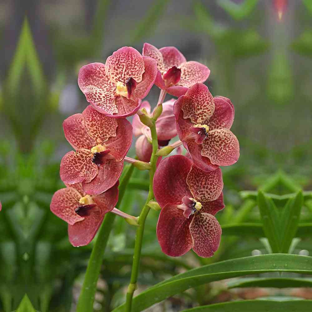 Light maroon Nini orchids with velvety petals and speckled patterns, displayed in a lush green garden setting for luxury floral decor.