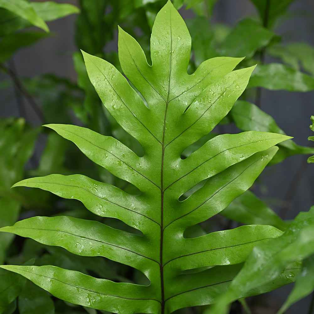 Close-up of a Monarch Fern with fresh, glossy green leaves, perfect for adding texture and depth to exotic floral designs.