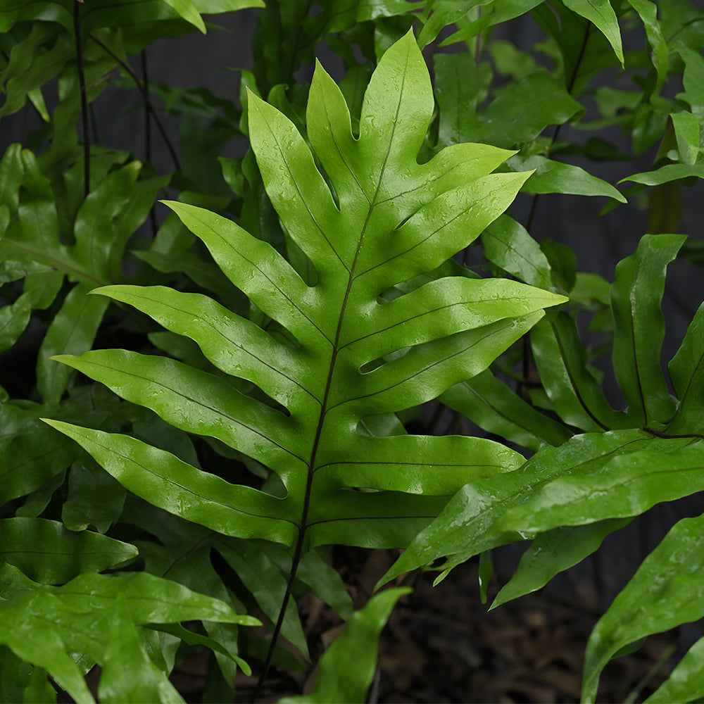 Monarch Fern cut foliage featuring vibrant green, deeply lobed leaves ideal for floral arrangements and tropical decor accents.