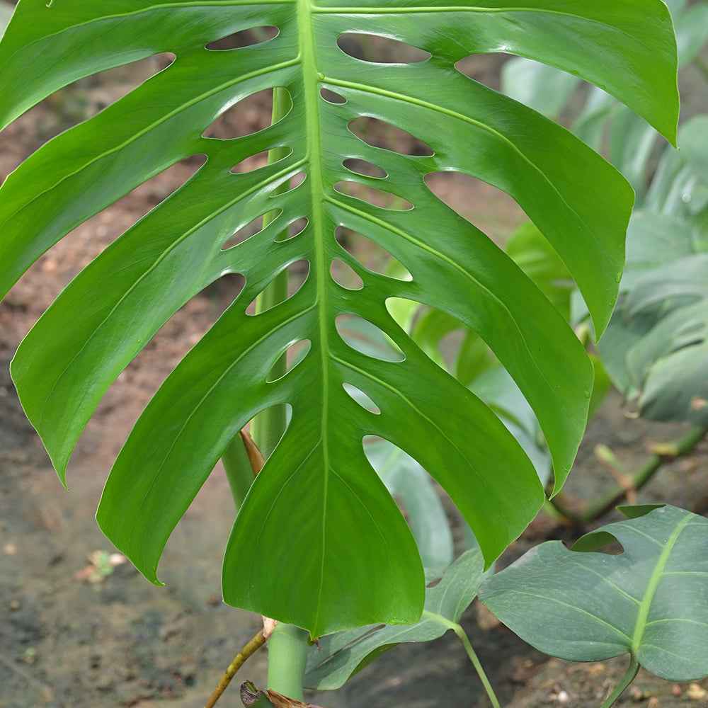 A Monstera Deliciosa leaf showing vibrant green color and a fenestrated pattern, perfect for exotic bouquet accents.