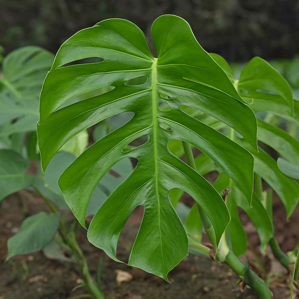 Monstera Deliciosa is a large, glossy green leaf with natural splits, ideal for cut foliage in tropical floral arrangements.