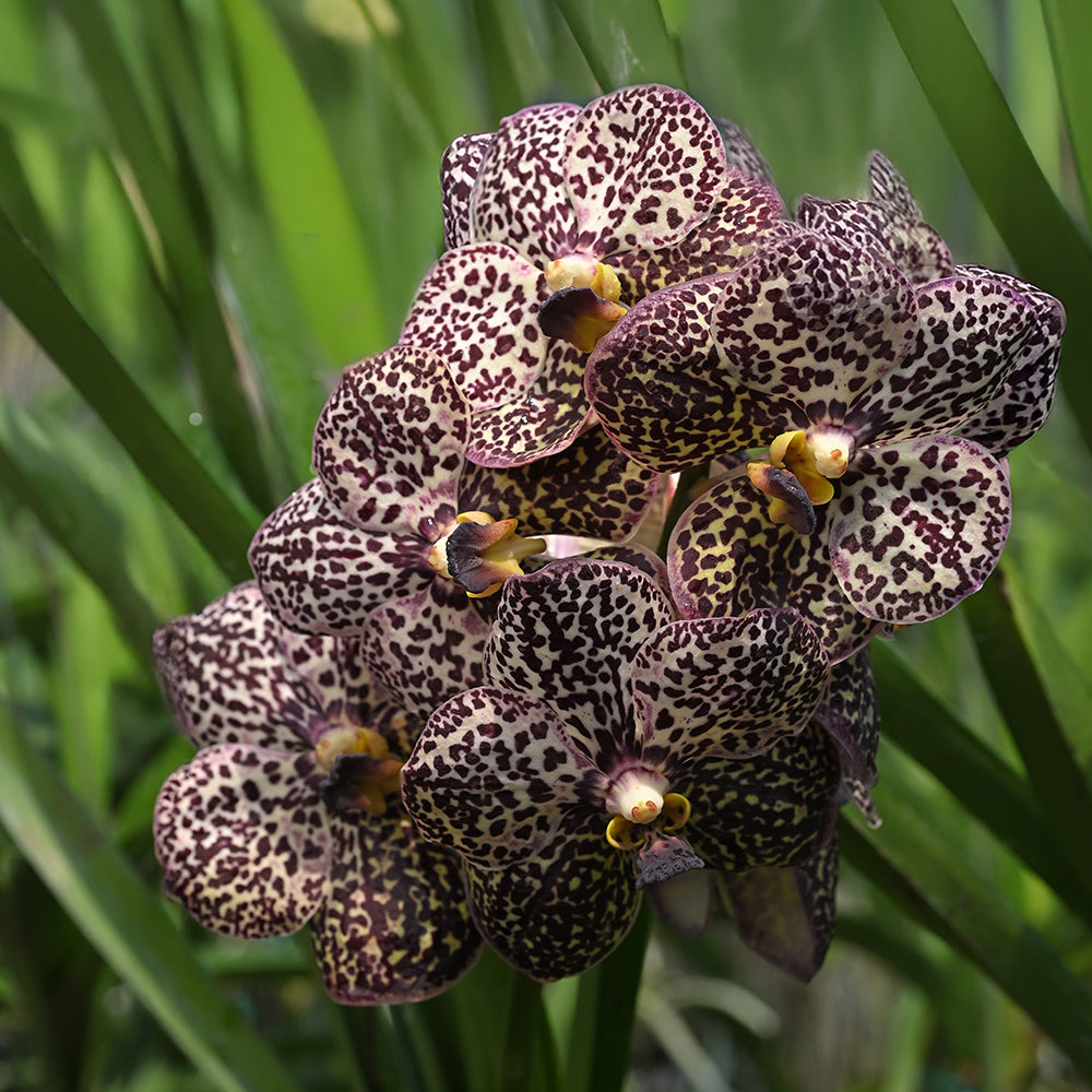 Dark Brown Vanda Orchids – 5 Pcs Fresh Flowers