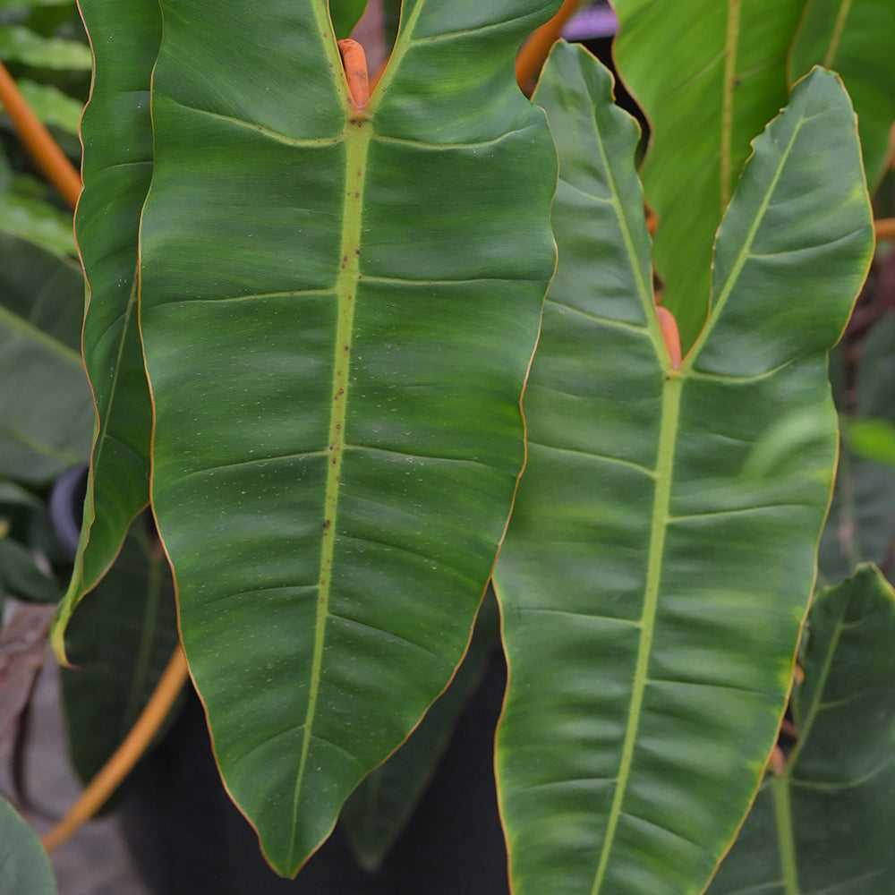  Philodendron Billietiae 5 pieces of cut foliage showing vibrant green leaves with defined midribs, perfect for adding texture to bouquets.