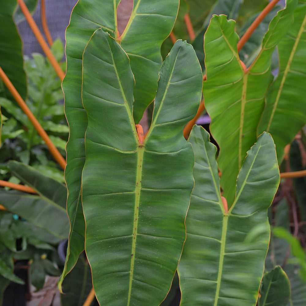 Philodendron Billietiae 5 Pcs featuring elongated green leaves with orange petioles, ideal for exotic floral arrangements and tropical decor.
